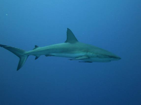 Um caribbean gray reef shark se aproxima de nós durante mergulho em Half Moon Wall, perto do Blue Hole, na grande barreira de corais de Belize
